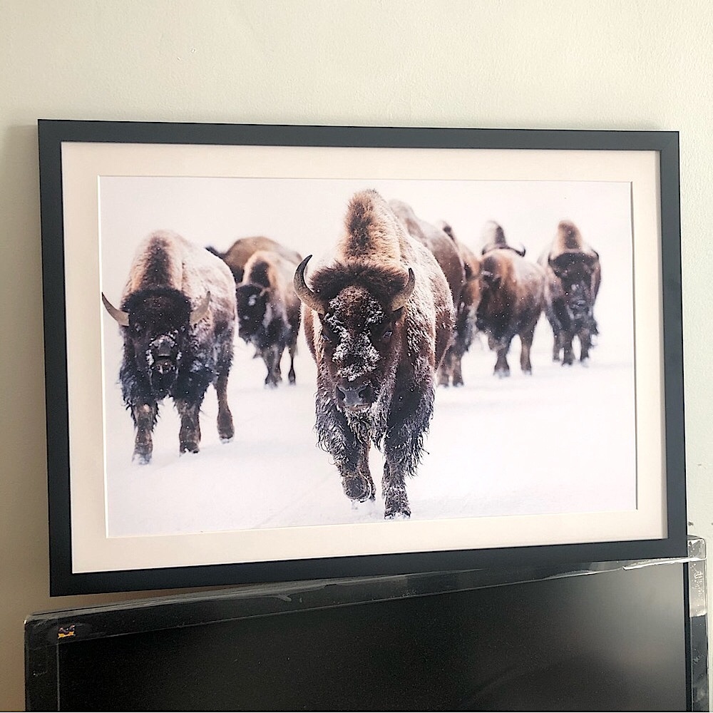 19  x13 " Buffalo snow winter photography art print matte nature  wall art